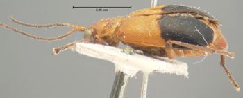 Media type: image; Entomology 18462   Aspect: habitus lateral view